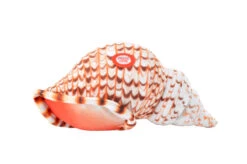 Wild Republic 24899 Wild Calls Triton Hornmuschel Mit Sound Ca 20cm Plüsch