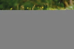 Nici 48607 Alpaka Chic Paka 35cm Stehend Plüsch Kuscheltier GREEN -Nici || Wild Republic || Depesche Verkäufe 48607 14 48603 48605 48609 Milieu 2048x1366lR4UoePDrjYhq 1