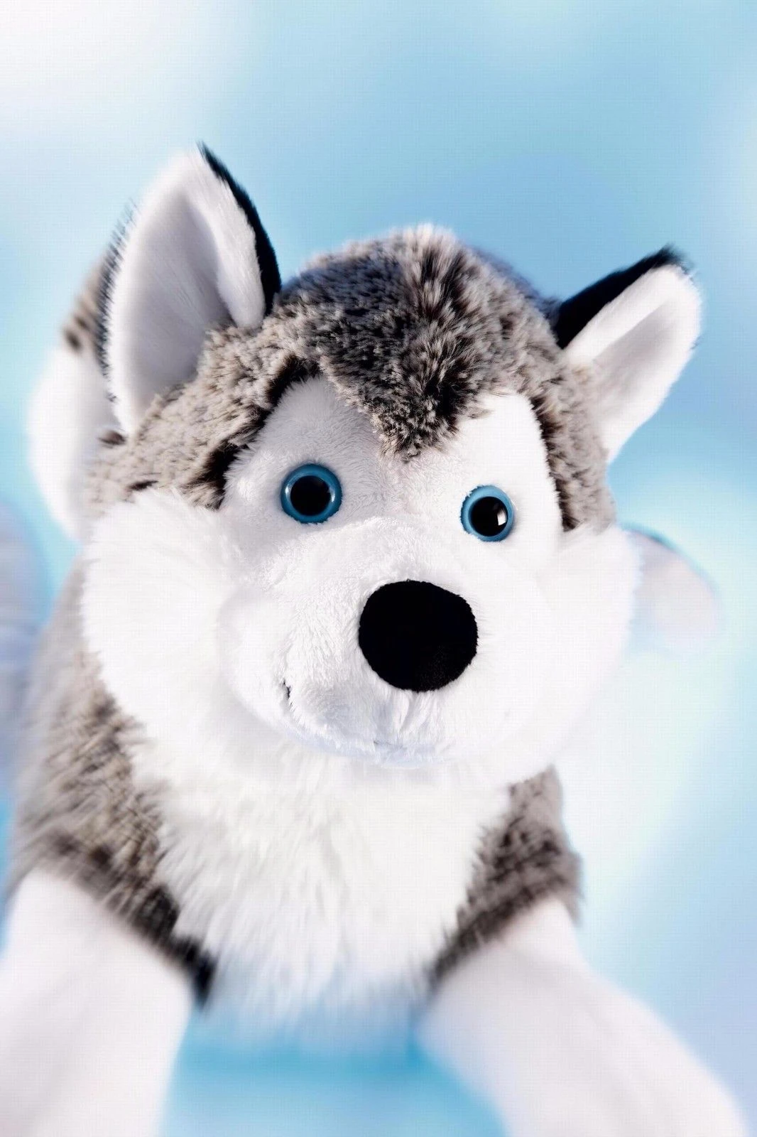 Schaffer 4741 Schlittenhund Polarhund Husky Ca 24cm Kuscheltier Plüschtier 4 Schaffer 4741 Schlittenhund Polarhund Husky Ca 24cm Kuscheltier Plüschtier – Bild 2